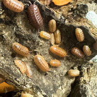 Thumbnail for Armadillidium Vulgare 