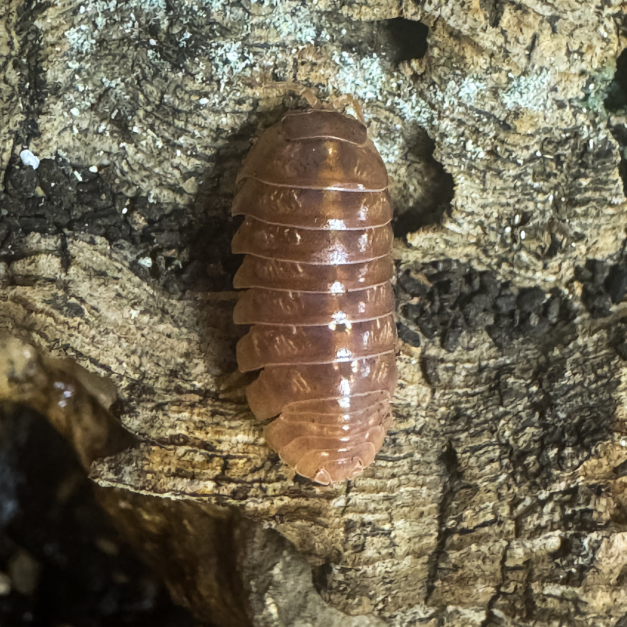 Armadillidium Vulgare "Orange Vigor"