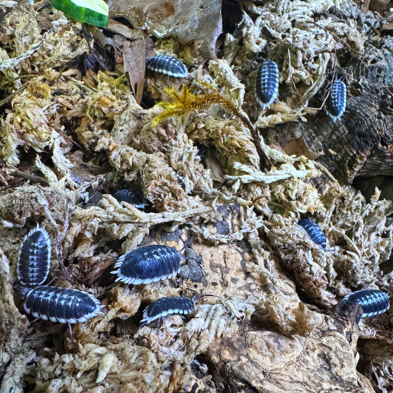 Porcellio Flavomarginatus