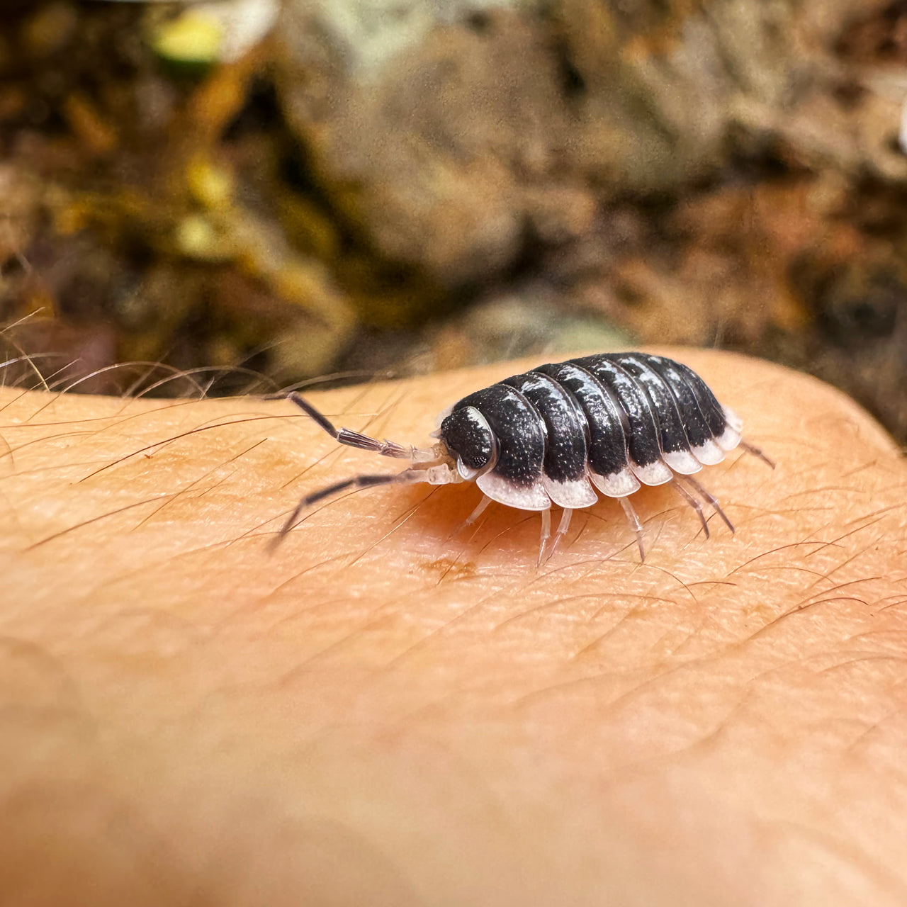 Porcellio Flavomarginatus