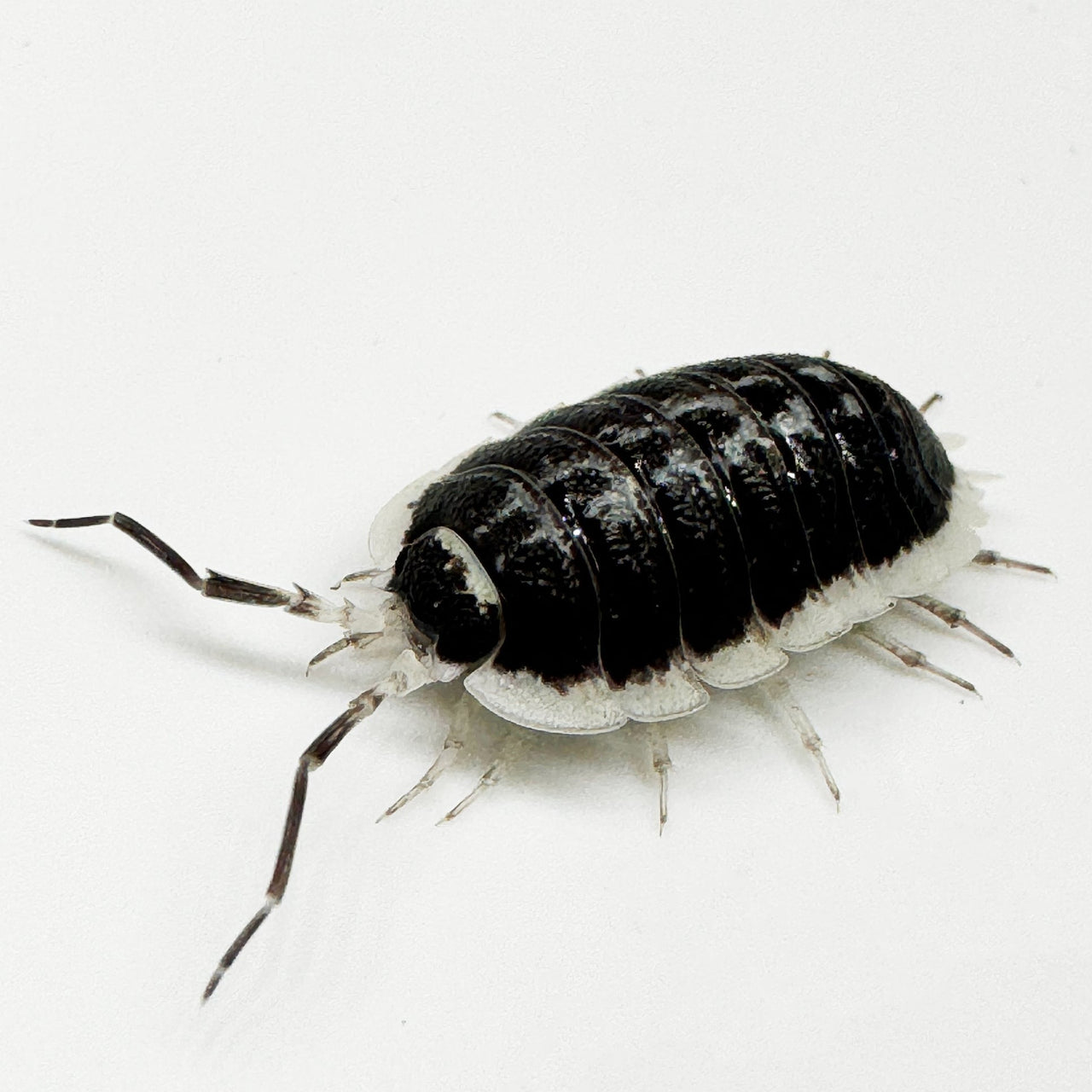 Porcellio Flavomarginatus