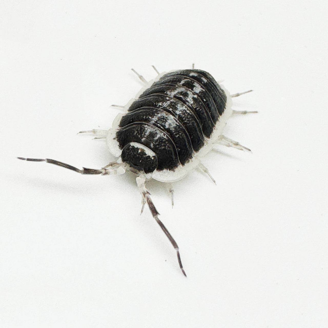 Porcellio Flavomarginatus