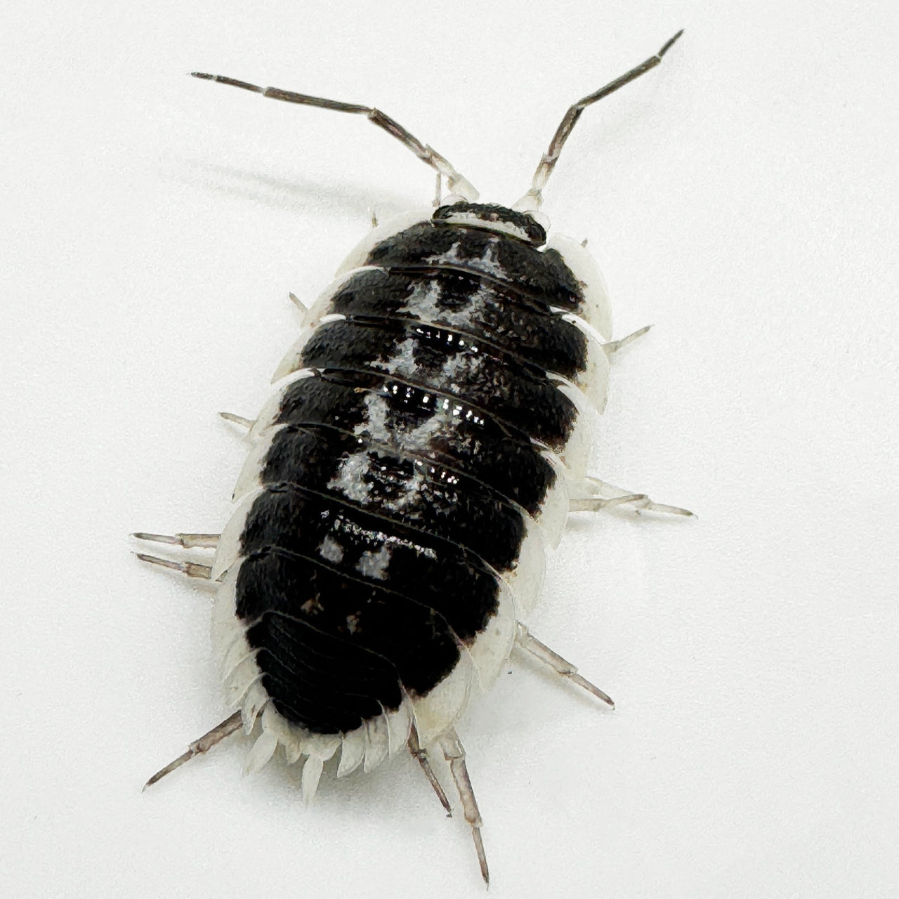 Porcellio Flavomarginatus