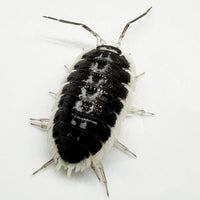 Thumbnail for Porcellio Flavomarginatus