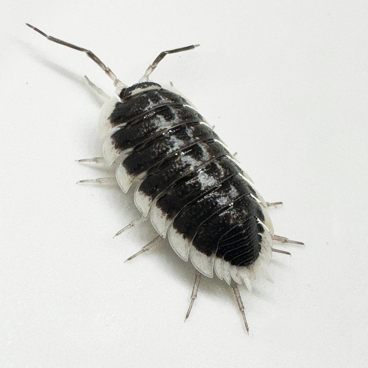 Porcellio Flavomarginatus