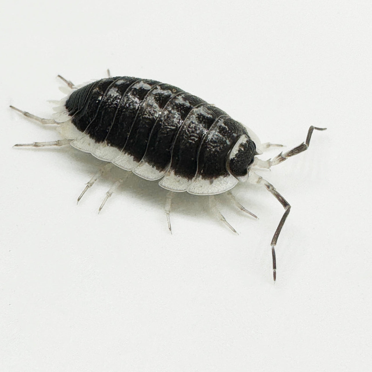 Porcellio Flavomarginatus