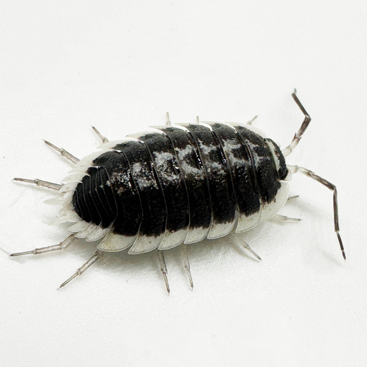 Porcellio Flavomarginatus