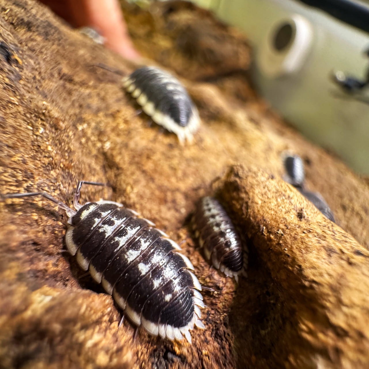 Porcellio Flavomarginatus