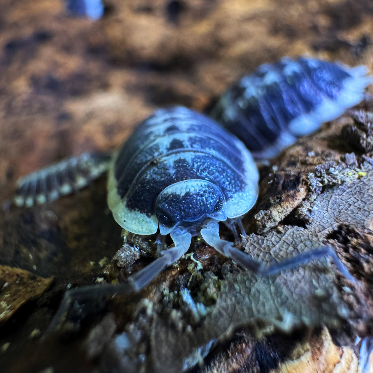 Porcellio Flavomarginatus