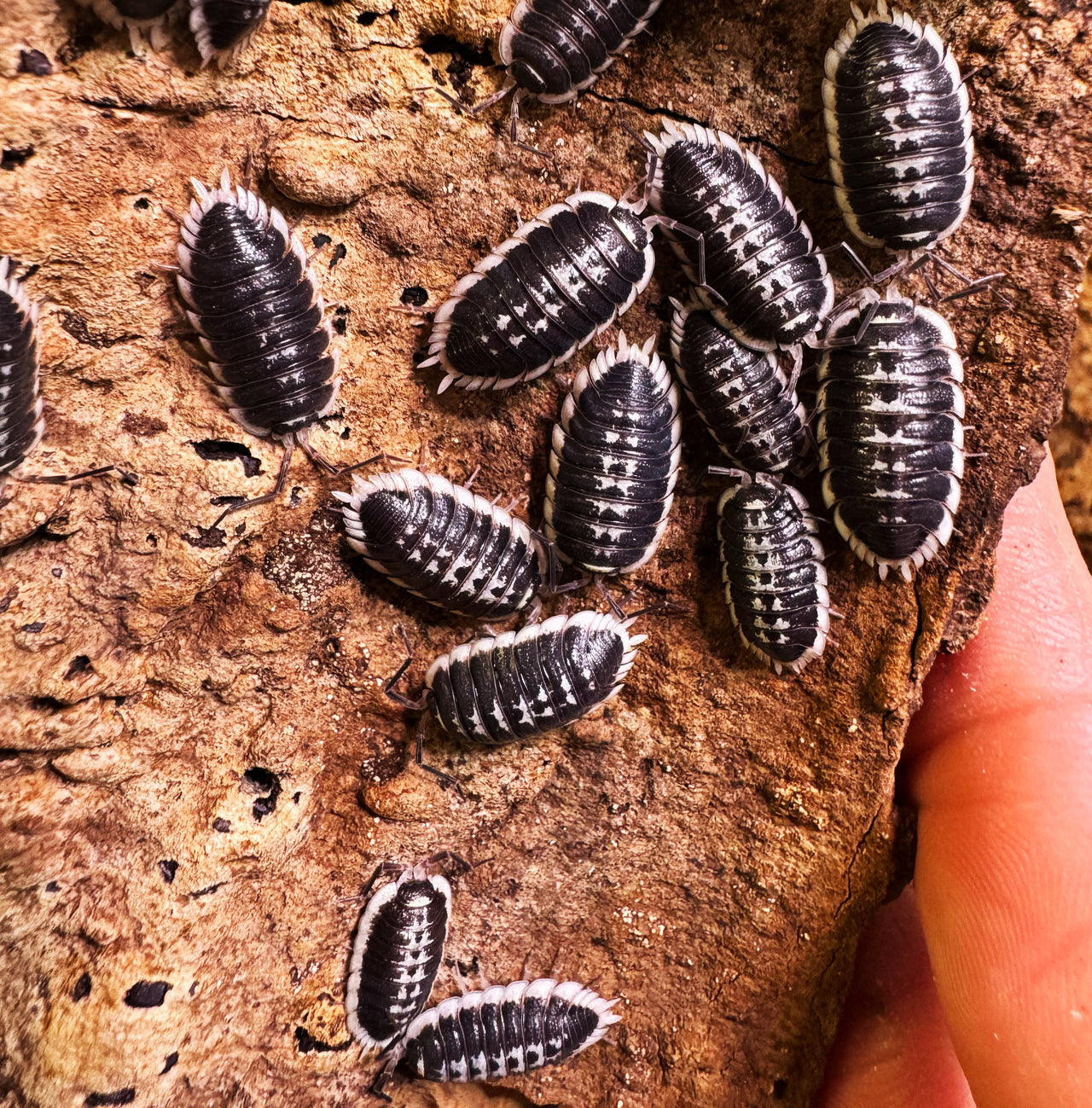 Porcellio Flavomarginatus