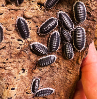 Thumbnail for Porcellio Flavomarginatus