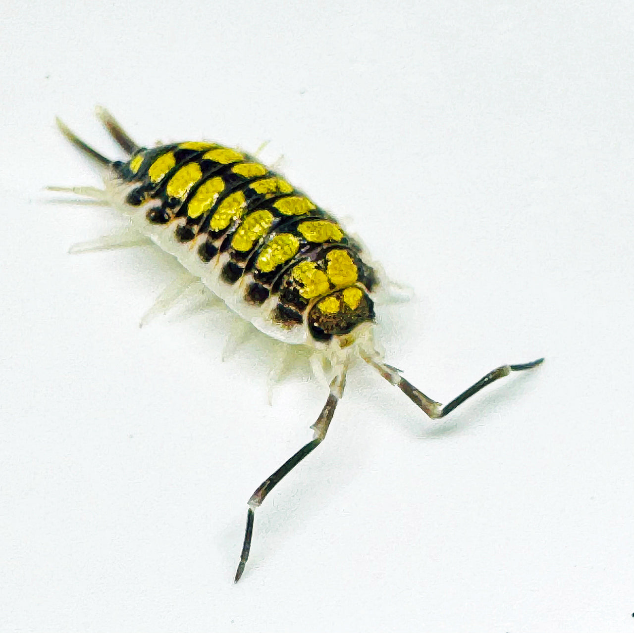 Porcellio Haasi "High Yellow"