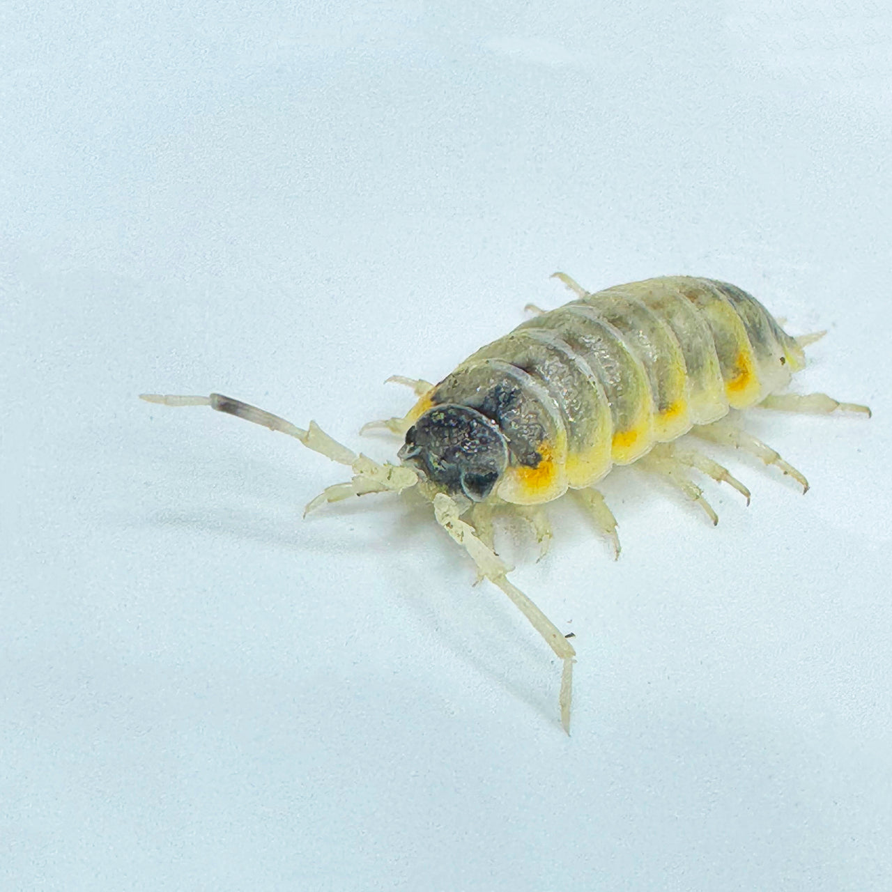 Porcellio Ornatus "Witch's Brew