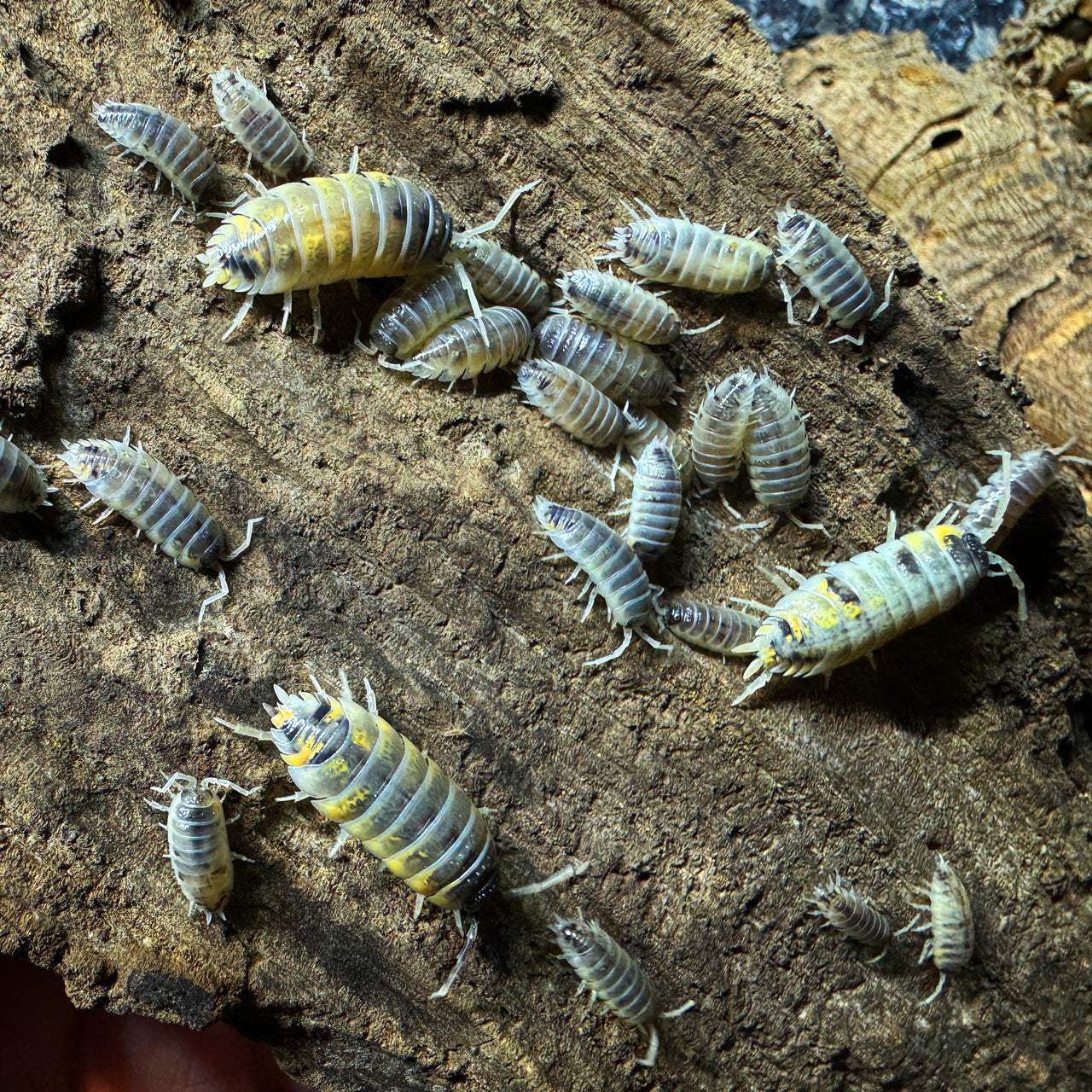 Porcellio Ornatus "Witch's Brew