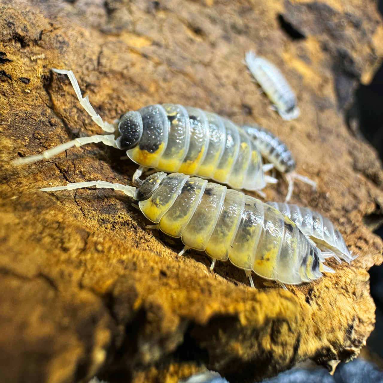 Porcellio Ornatus "Witch's Brew