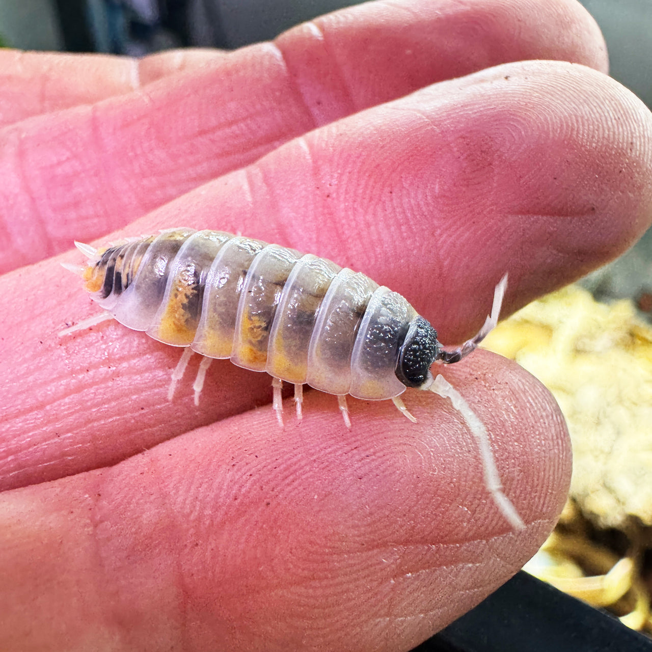 Porcellio Ornatus "Witch's Brew