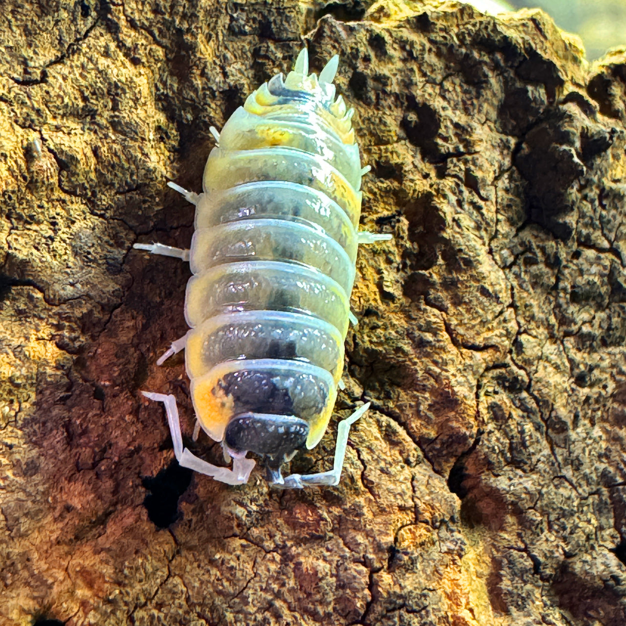 Porcellio Ornatus "Witch's Brew