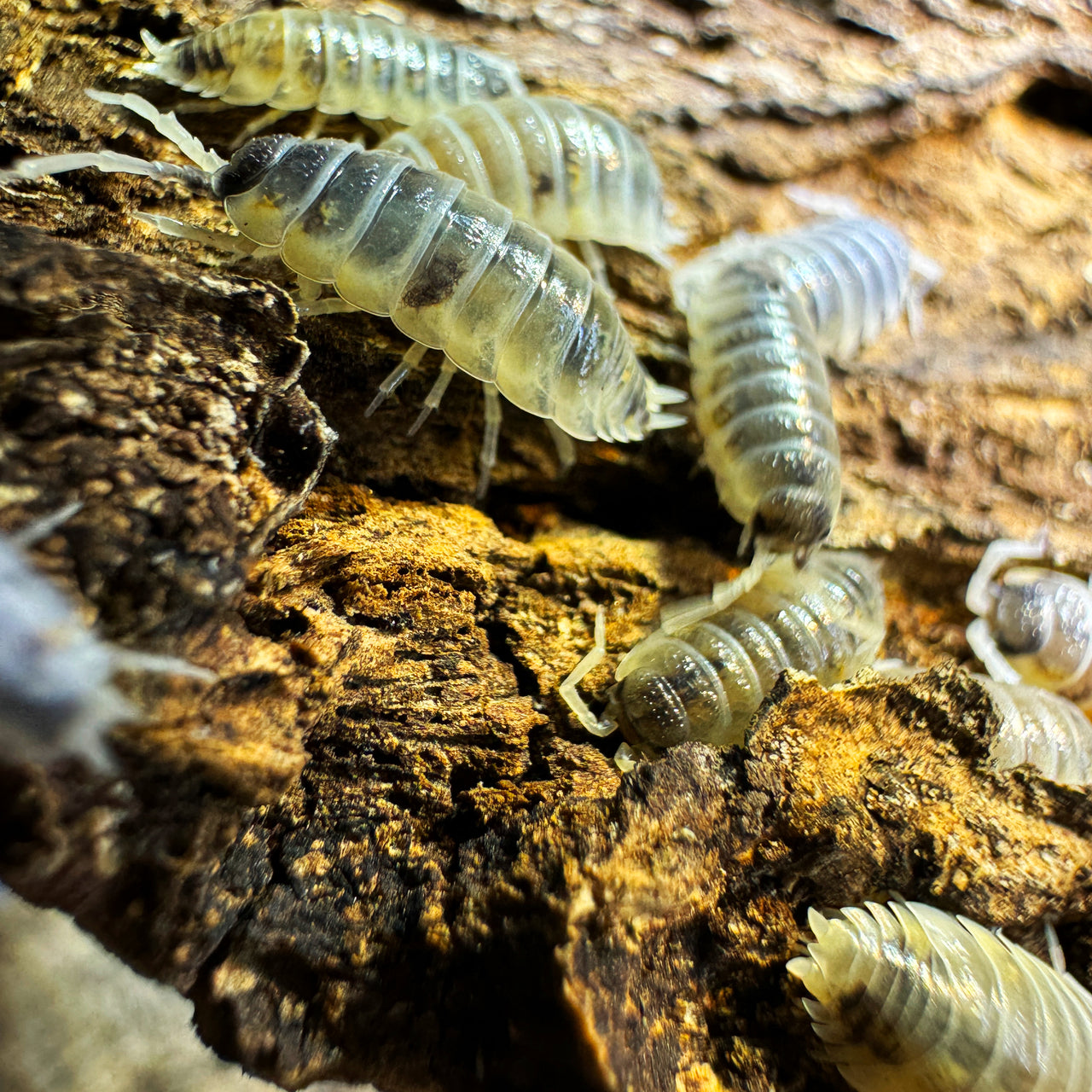 Porcellio Ornatus "Witch's Brew