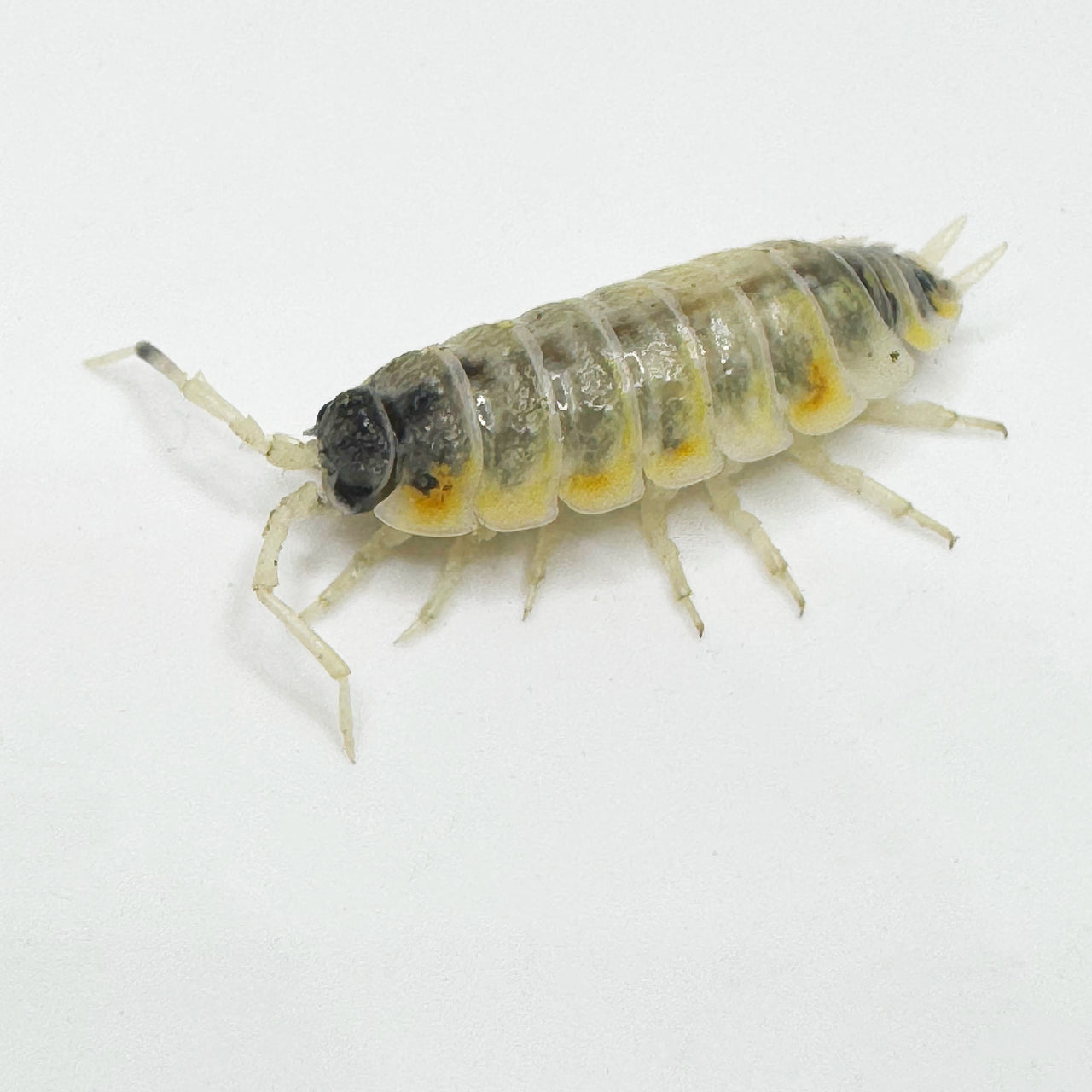 Porcellio Ornatus "Witch's Brew