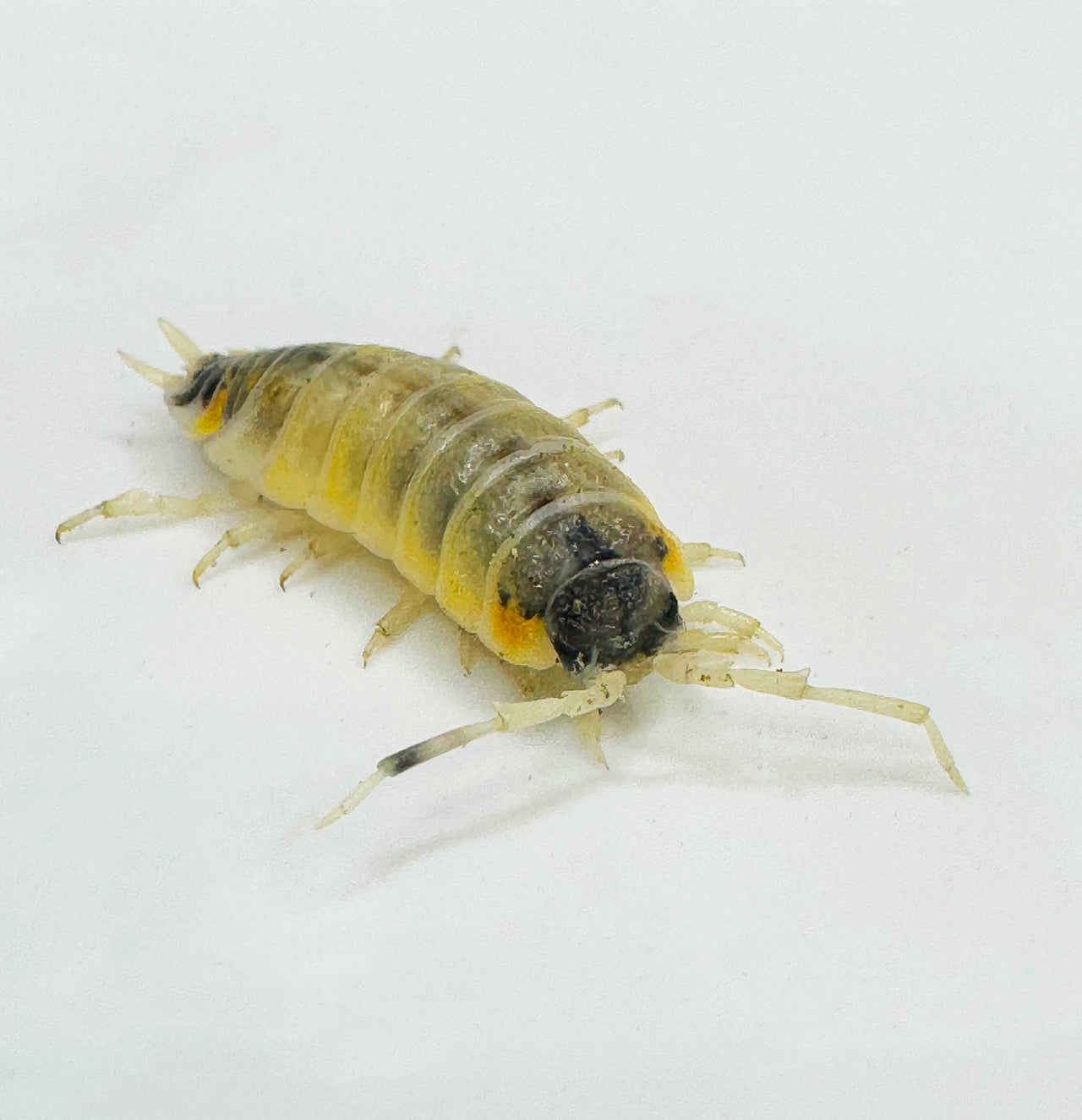 Porcellio Ornatus "Witch's Brew