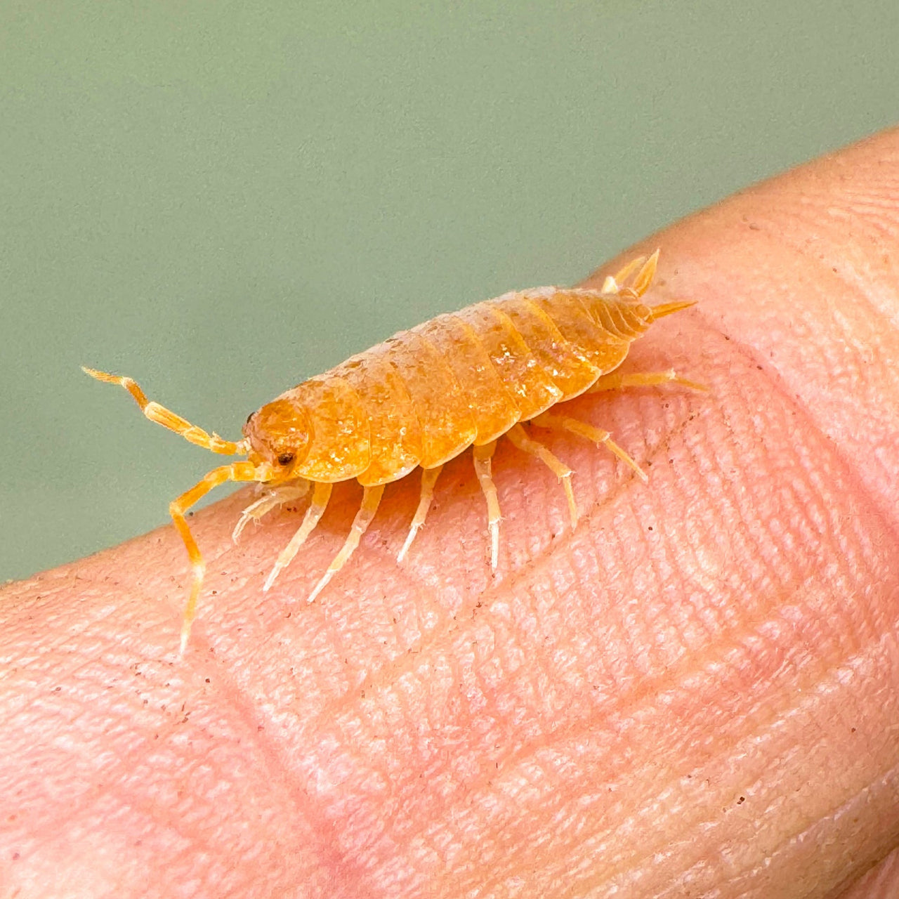 Porcellionides Pruinosus "Powder Orange"