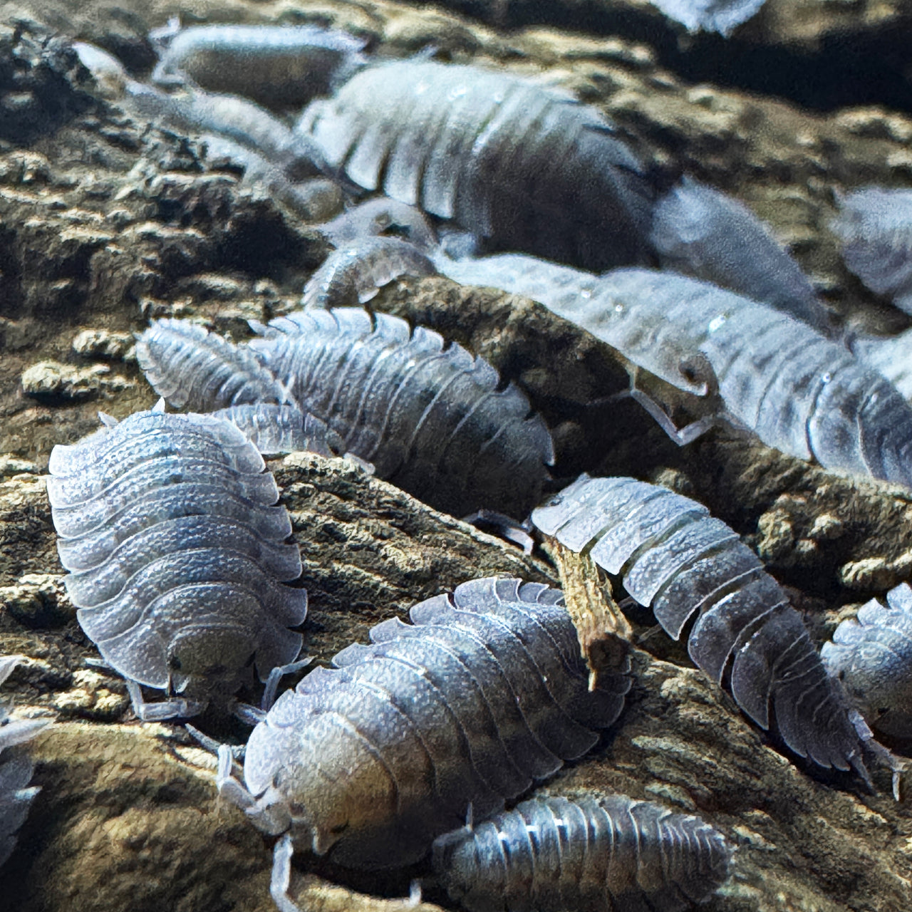 Porcellio Spatulatus