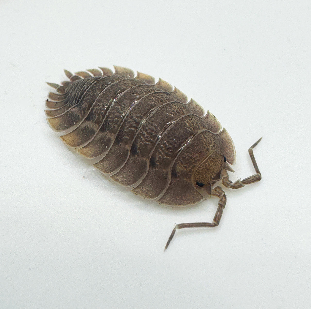 Porcellio Spatulatus