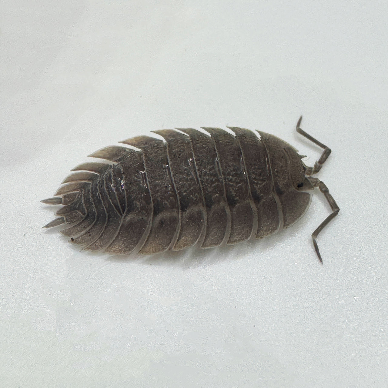 Porcellio Spatulatus