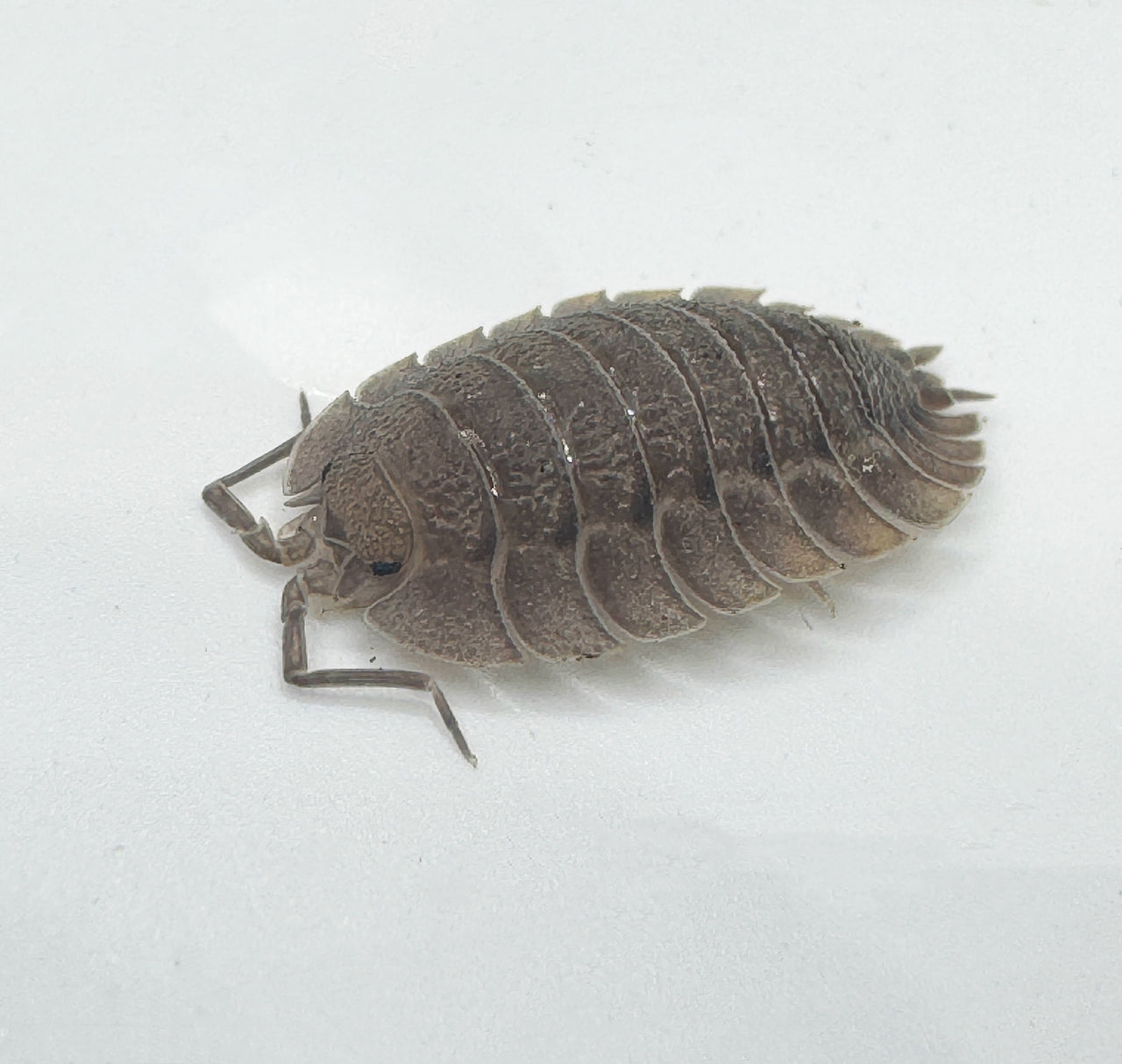 Porcellio Spatulatus