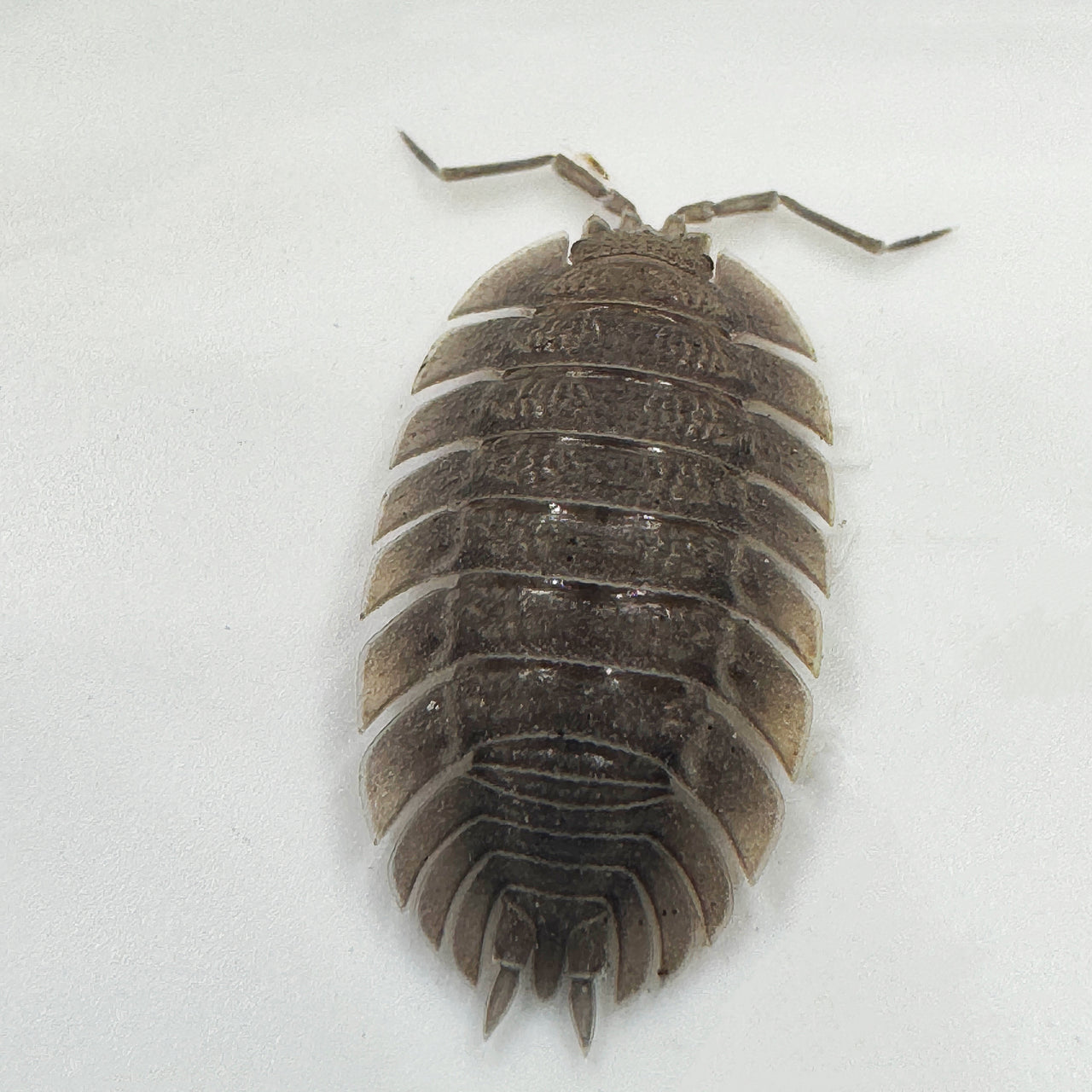 Porcellio Spatulatus