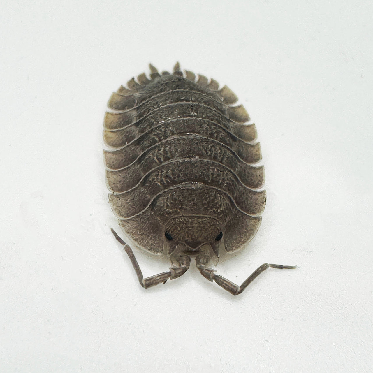 Porcellio Spatulatus