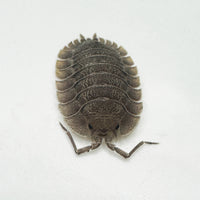 Thumbnail for Porcellio Spatulatus