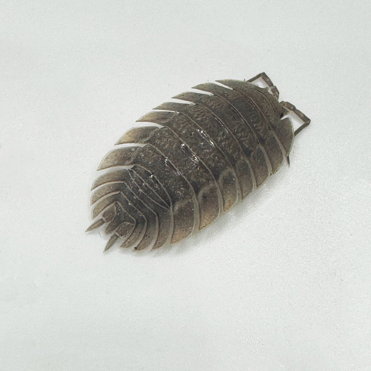 Porcellio Spatulatus