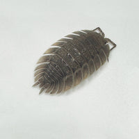 Thumbnail for Porcellio Spatulatus