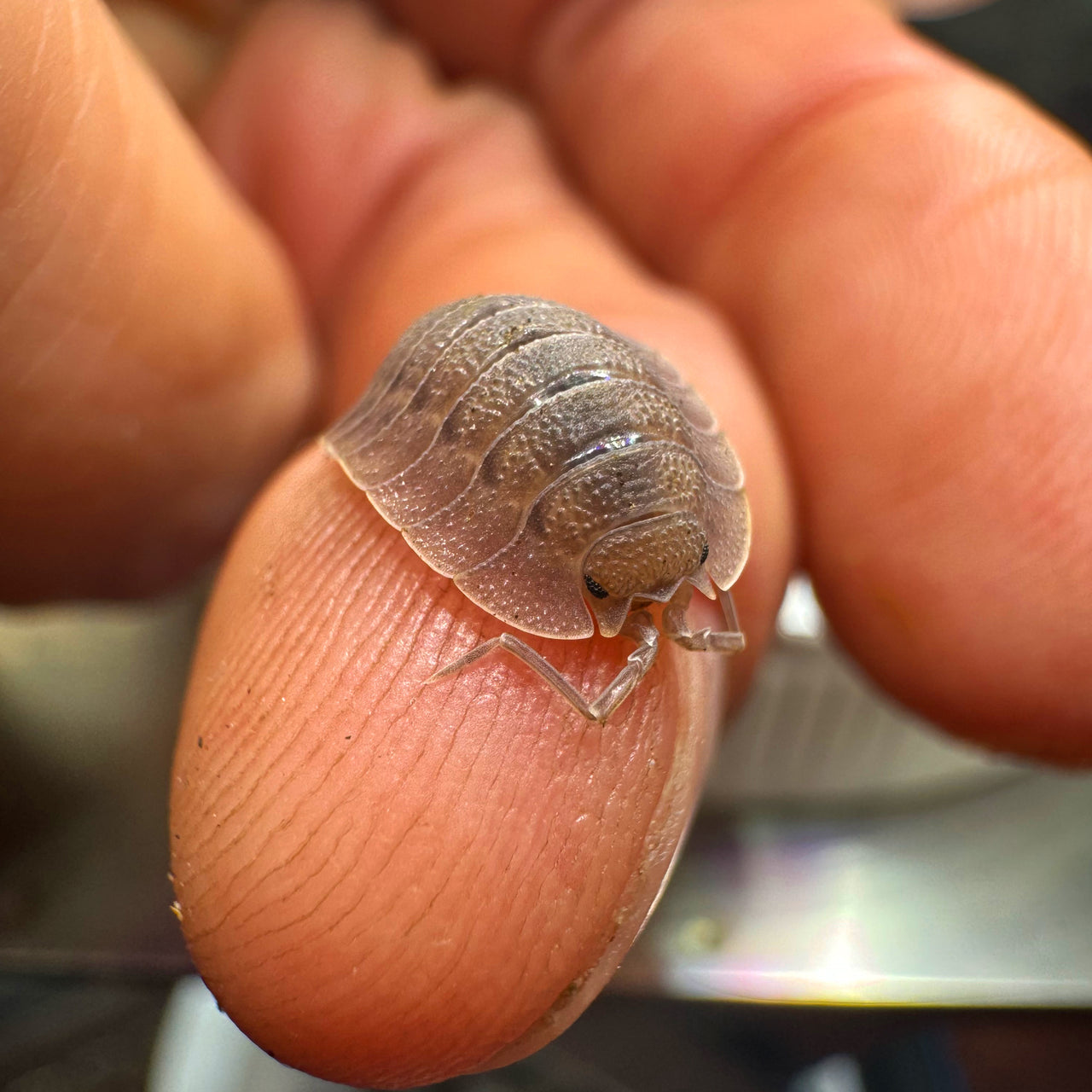 Porcellio Spatulatus