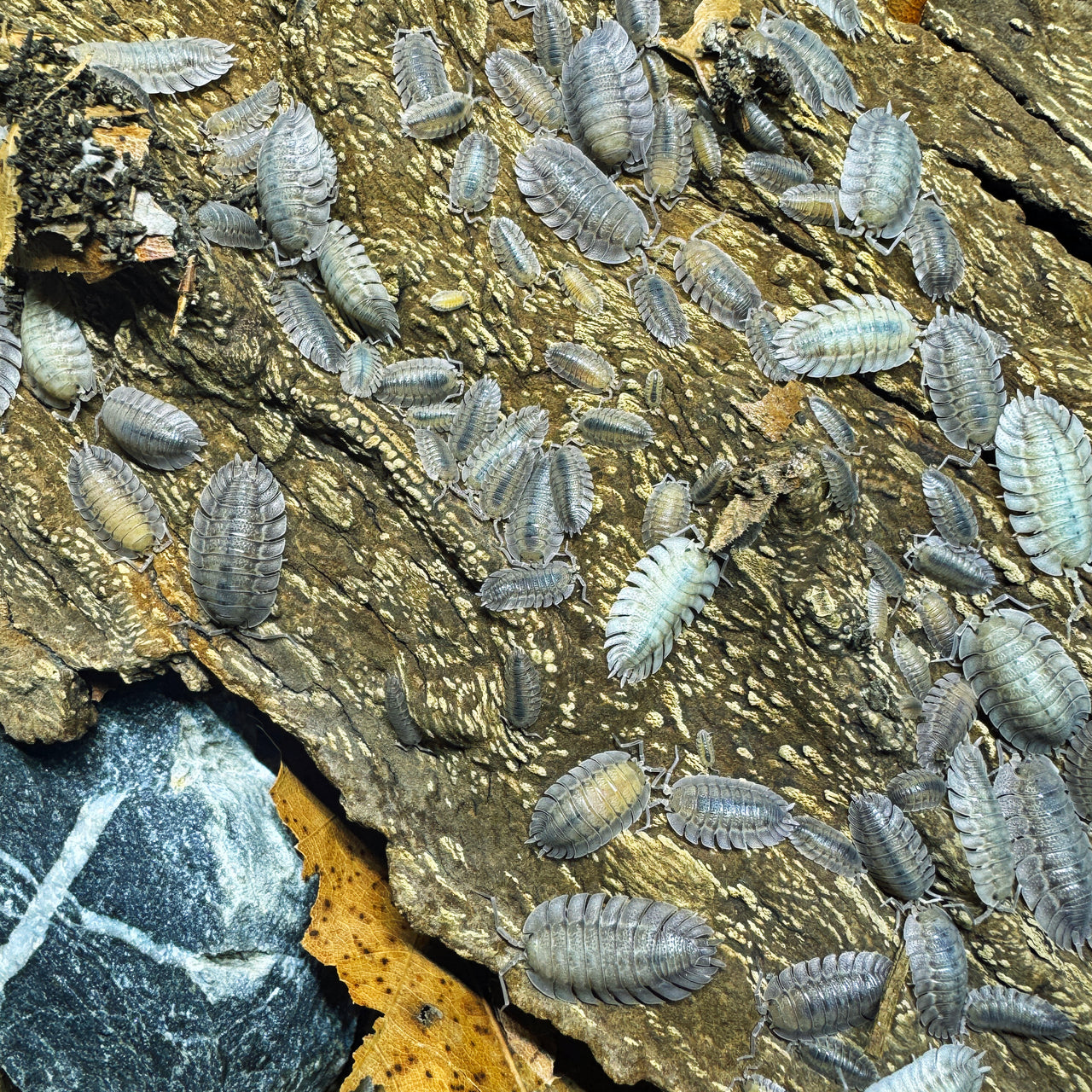 Porcellio Spatulatus