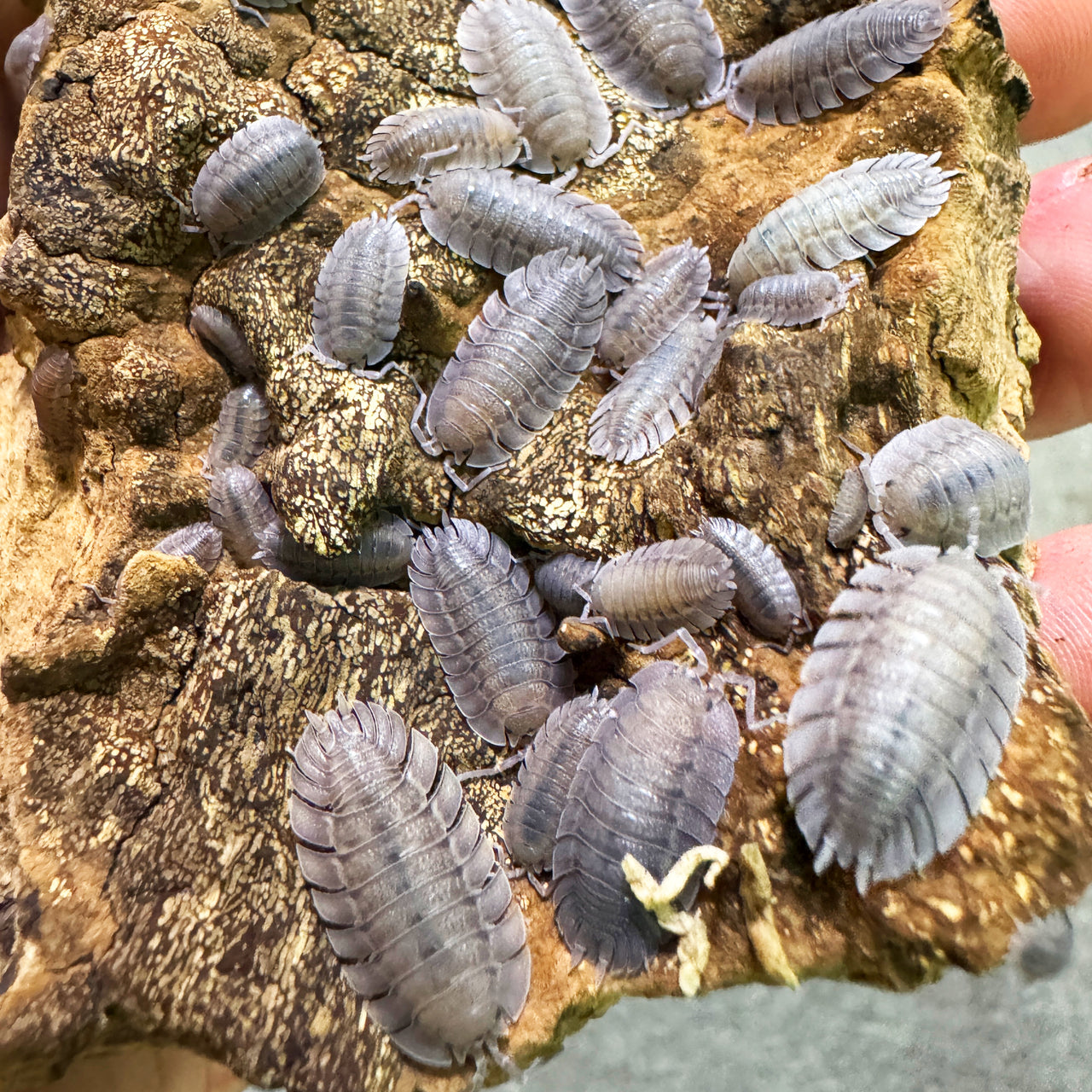 Porcellio Spatulatus