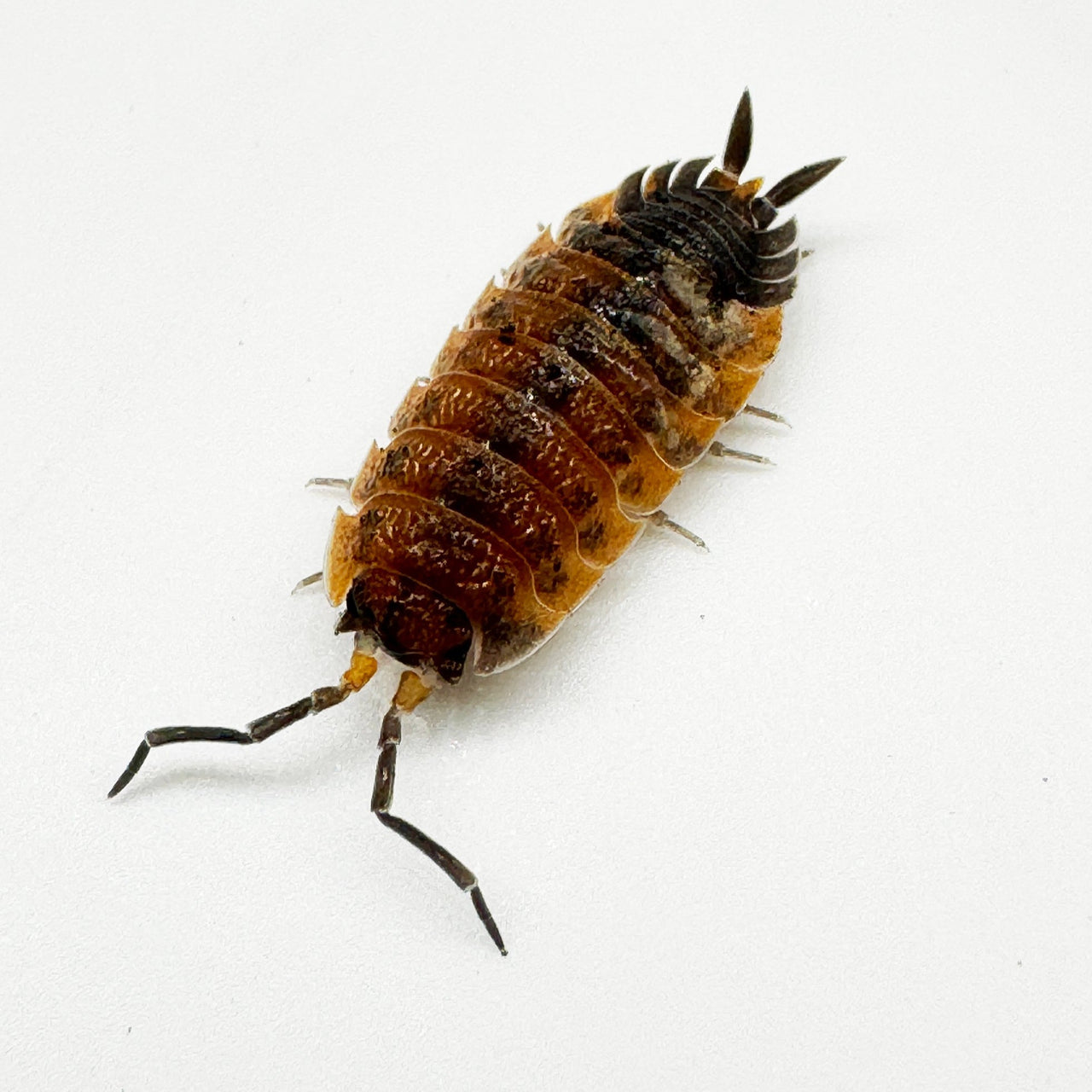 Porcellio Scaber "Lava"