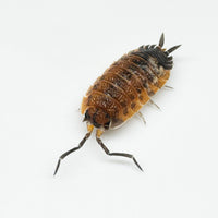 Thumbnail for Porcellio Scaber 