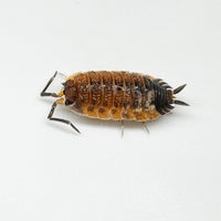 Thumbnail for Porcellio Scaber 