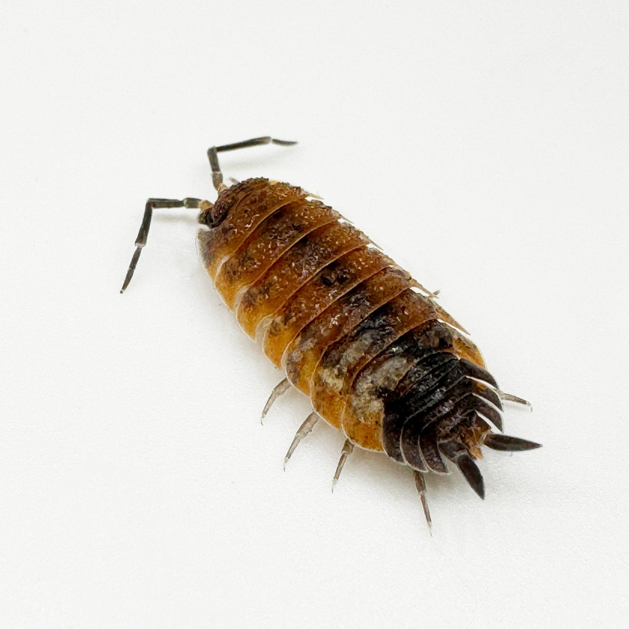 Porcellio Scaber "Lava"