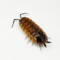 Thumbnail for Porcellio Scaber 