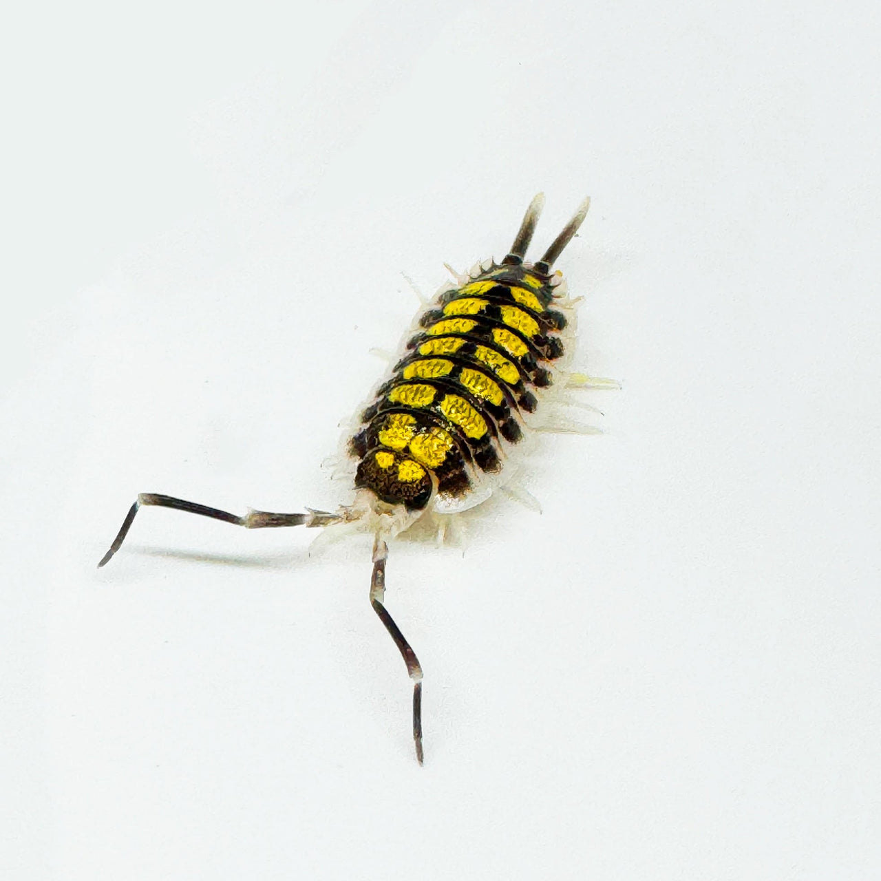 Porcellio Haasi "High Yellow"