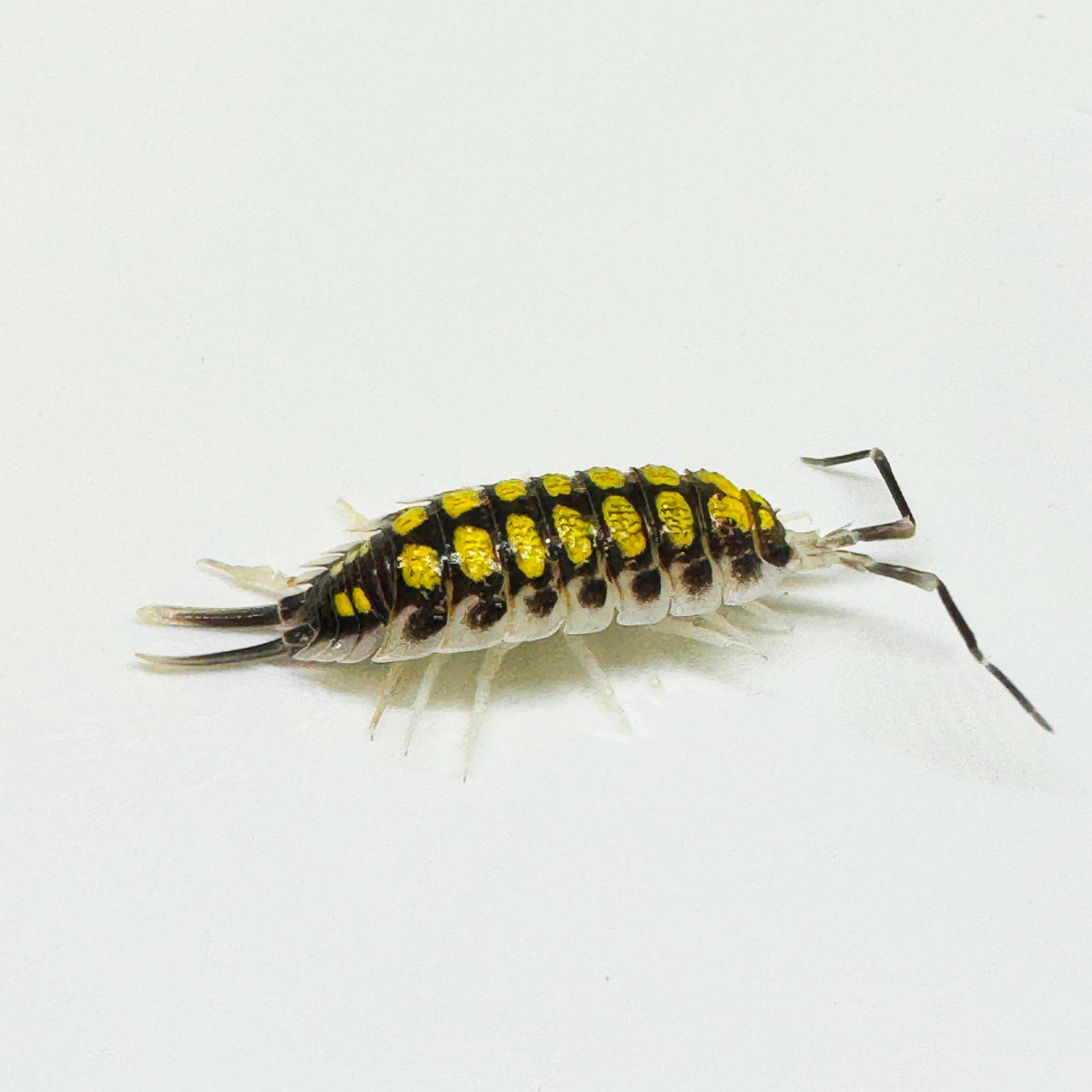 Porcellio Haasi "High Yellow"