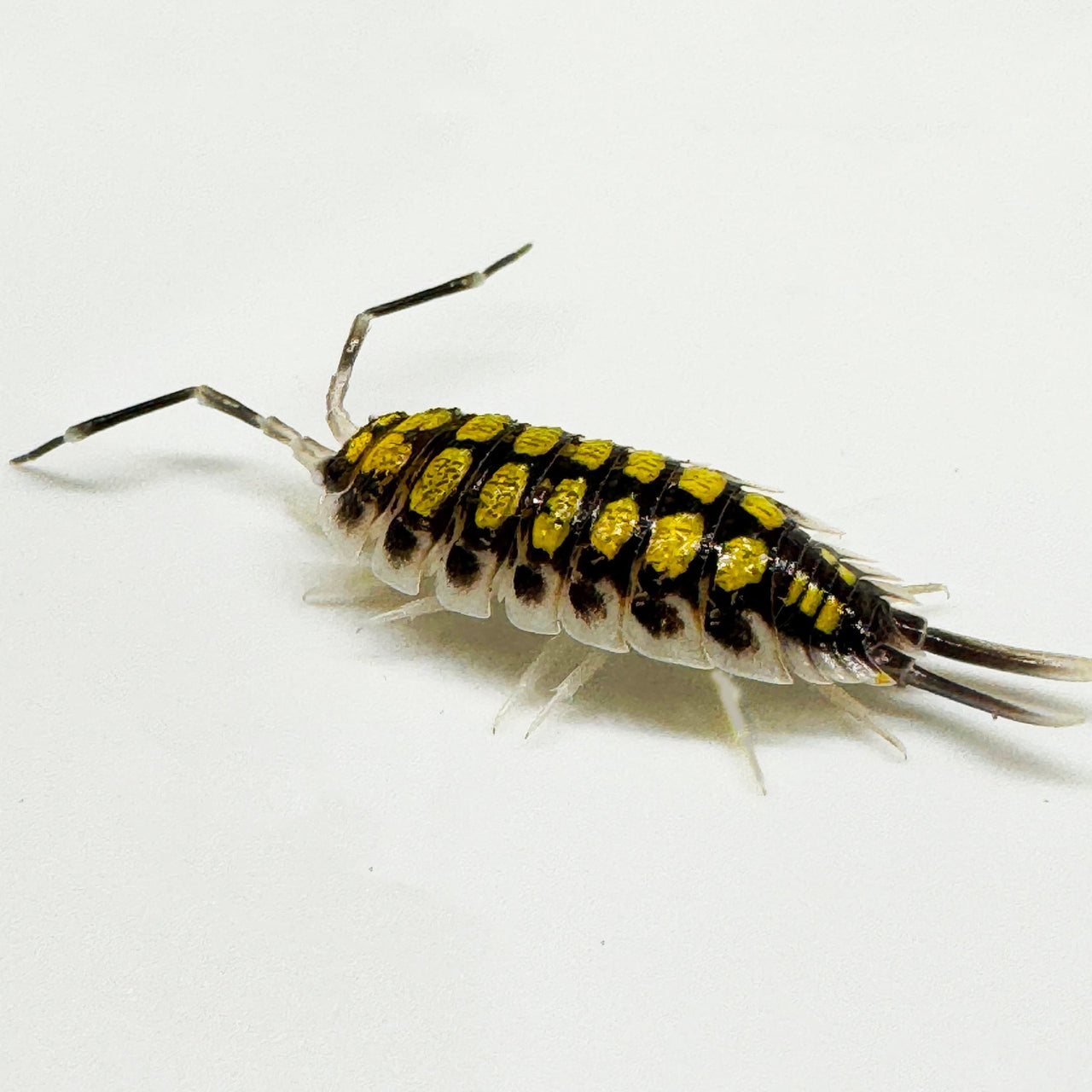 Porcellio Haasi "High Yellow"