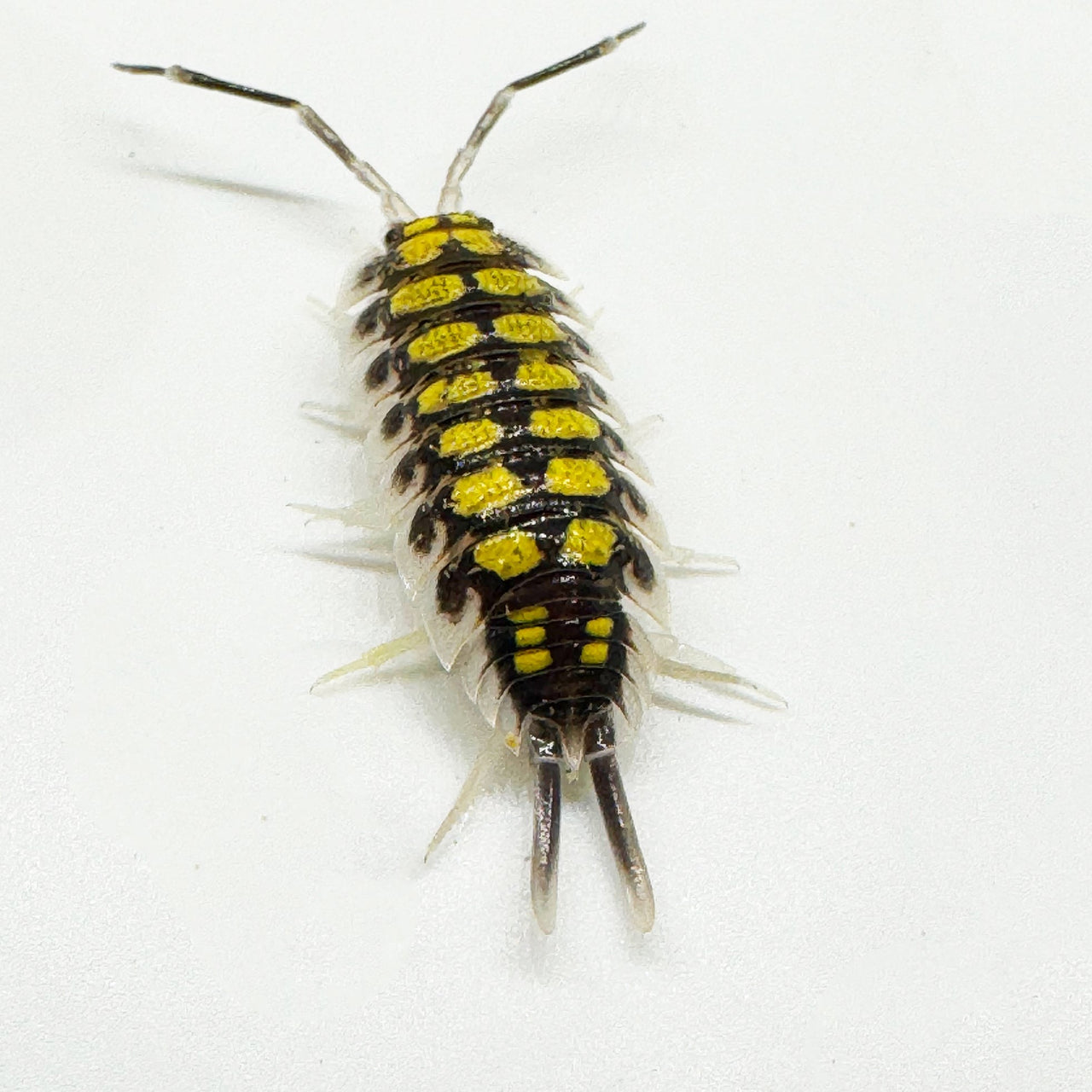 Porcellio Haasi "High Yellow"