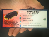 Thumbnail for Cubaris Sp. Pak Chong Isopod Bin Label