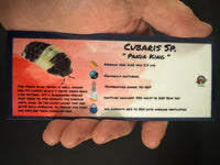 Thumbnail for Cubaris Sp. Panda King Isopod Bin Label