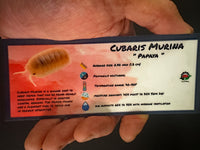 Thumbnail for Cubaris Murina Papaya Isopod Bin Label