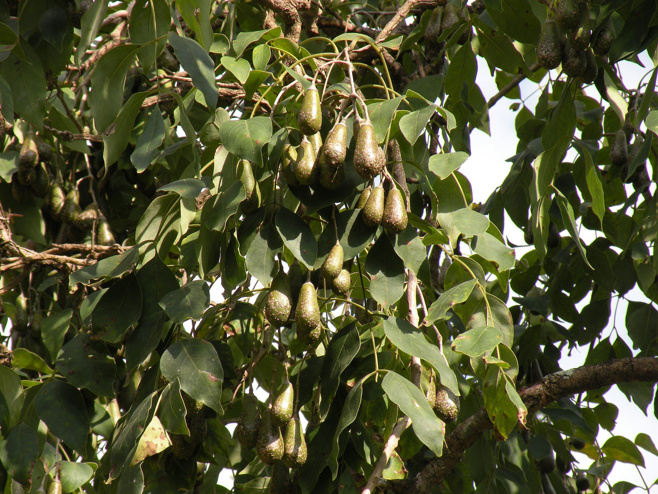 Pear Pods